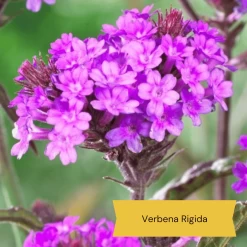 Top Tall Perennials | Plants For Height And Structure -Outdoor Plant Store 10 1d634c01 3471 4932 823e f7753098c26b