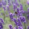 English Lavender | Lavandula Angustifolia -Outdoor Plant Store 11 38cc4794 12fe 44f2 9831 872aa3181351