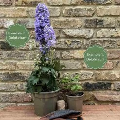 Delphinium 'Highlander Crystal Delight' -Outdoor Plant Store 11 ff96fded 2387 4880 aa1f c63498a5480b