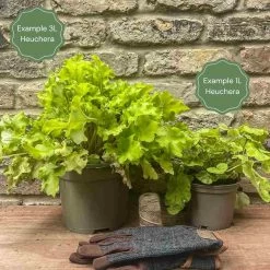 Heuchera 'Wild Rose' -Outdoor Plant Store 12 55c1bdbb c851 4dd3 bea1 c5afae4d1efd