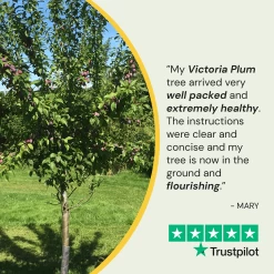 Victoria Plum Tree -Outdoor Plant Store 150Artboard1
