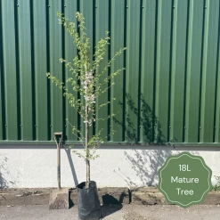 Weeping Yoshino Cherry Blossom Tree | Prunus Yedoensis 10 Weeping Yoshino Cherry Blossom Tree | Prunus Yedoensis -Outdoor Plant Store 18LMatureTree 1 7aa87206 3619 4249 ac15 ecedabf28391