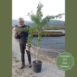 Cheal's Weeping Cherry Blossom Tree | Prunus Kiku Shidare Zakura -Outdoor Plant Store 1 1 112fc0da 012a 44ac a22e 0083491f9f85