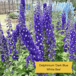 Top Tall Perennials | Plants For Height And Structure -Outdoor Plant Store 1 1f2c63ee 664d 43ad b58a 412f92c2ecda