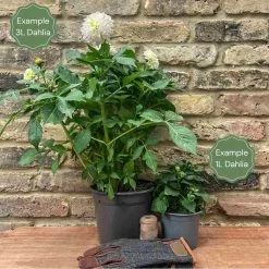 Dahlia 'Genova' -Outdoor Plant Store 1 b9f72fe1 1f95 465b b364 3aad2641b2fc