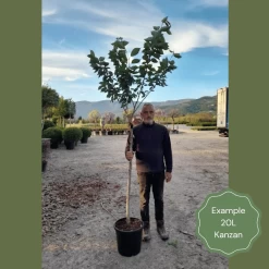 Japanese Cherry Blossom Tree | Prunus Serrulata 'Kanzan' -Outdoor Plant Store 2 1 6b1fb918 9b42 4305 a998 86778440f682