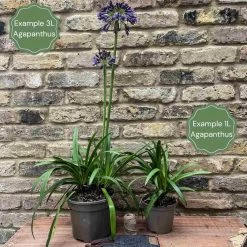 Stately Agapanthus Collection -Outdoor Plant Store 2 a2c2a3ea 0d21 4b97 a6c4 8ee7686551ac