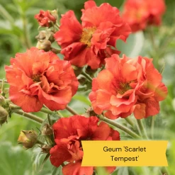 Geums Are Forever Collection -Outdoor Plant Store 2 c4409372 9a30 459a b7ea d8fdeca987fd