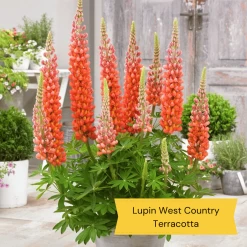 West Country Lupin Collection -Outdoor Plant Store 2 c7459a82 e545 4484 b041 2d58fa4b796f