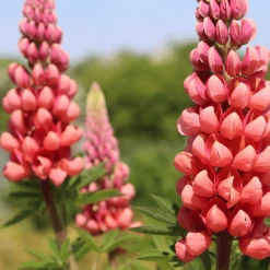 Lupin West Country Tequila Flame -Outdoor Plant Store 31