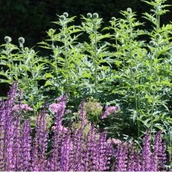 Salvia 'Rose Marvel' -Outdoor Plant Store 34