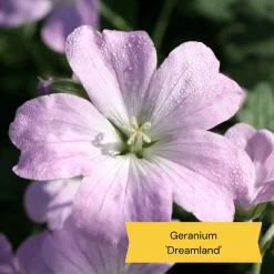 Best Ground Cover Plants | A Carpet Of Flowers -Outdoor Plant Store 3 10def73d 87a7 4423 aad3 fdf5c33f6c0a