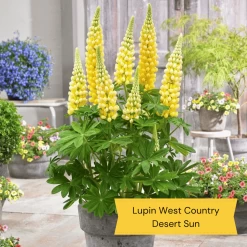 West Country Lupin Collection -Outdoor Plant Store 3 675d837e 4347 43a5 a55b ce6815a336aa