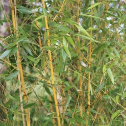 Golden Bamboo | Phyllostachys Aurea -Outdoor Plant Store 3 84d98edd dc4d 45d0 8aab e2ff1368fc70