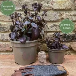 Sedum 'Rose Carpet' -Outdoor Plant Store 3 c3848293 f801 45a4 83a7 a7886cad3559