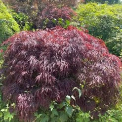 Red Weeping Japanese Maple Tree | Acer Palmatum 'Garnet' -Outdoor Plant Store 40