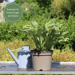 Hosta 'Sugar & Spice' 9 Hosta 'Sugar & Spice' -Outdoor Plant Store 47 374c027b 3d64 4403 9e7d 2a49de52e6d8