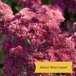 Sensory Garden Plants | Tactile, Bright & Fragrant 14 Sensory Garden Plants | Tactile, Bright & Fragrant -Outdoor Plant Store 4 1842bcc6 2f64 4592 8dc3 7ec0c70f8cea