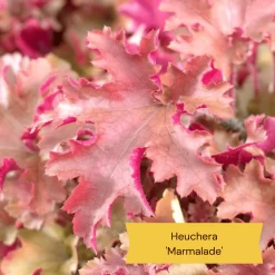 The All Year Round Heuchera Collection -Outdoor Plant Store 4 b61acf56 aa11 4ab4 85c2 3da2b41a4837