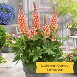 West Country Lupin Collection -Outdoor Plant Store 4 cda8f4cd ed82 45a5 8fce 044d9f10f429