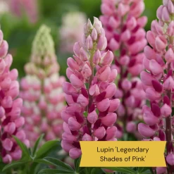 Top Tall Perennials | Plants For Height And Structure -Outdoor Plant Store 4 ce6d9434 cc3c 4557 b729 602a123e514f