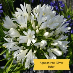 Top Tall Perennials | Plants For Height And Structure -Outdoor Plant Store 5 485e8806 0f1c 43a6 ba75 0fe8eeab04b9