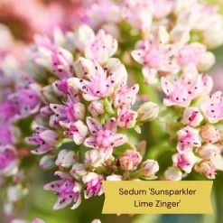 Sensory Garden Plants | Tactile, Bright & Fragrant 15 Sensory Garden Plants | Tactile, Bright & Fragrant -Outdoor Plant Store 5 66366143 50fb 4375 be7b 6ac9a302c8e8