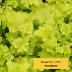 Best Ground Cover Plants | A Carpet Of Flowers -Outdoor Plant Store 6 86769194 3fb4 4162 be91 0e845dfa7f3e