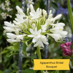 Best Tall Flowers | Perennials For Colour And Height -Outdoor Plant Store 6 c2c77175 3aa4 49a5 8066 b570c77636e2