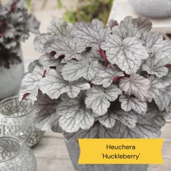 Sensory Garden Plants | Tactile, Bright & Fragrant 17 Sensory Garden Plants | Tactile, Bright & Fragrant -Outdoor Plant Store 7 d6d1355e cf44 4cfe bb13 5bebb82b44bc