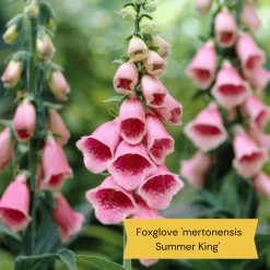 Best Tall Flowers | Perennials For Colour And Height -Outdoor Plant Store 8 15a7472e ebb1 4d61 b921 20fc084db2ad