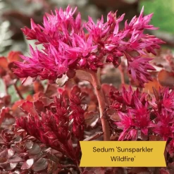 Best Ground Cover Plants | A Carpet Of Flowers -Outdoor Plant Store 8 d9d06a2e 4429 4d67 a453 d8bf6136edae