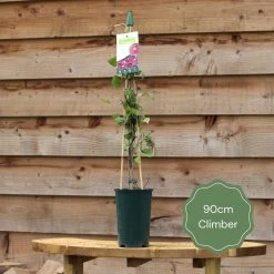 Ceanothus 'Concha' -Outdoor Plant Store 90cm Climber 80da3f0f 574d 4ecc 9fe8 45be1b36bddb