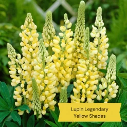 Top Tall Perennials | Plants For Height And Structure -Outdoor Plant Store 9 27d1ab8e d7f5 47e6 964e 1b936bd94d27