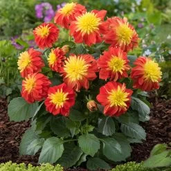 12 Annuals For Pots | The Waterloo Sunset Collection | Petunia, Dahlia & Begonia -Outdoor Plant Store AB0024 1 1ce64d65 47d7 4560 9627 39a044dee6f1