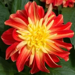 12 Annuals For Pots | The Waterloo Sunset Collection | Petunia, Dahlia & Begonia -Outdoor Plant Store AB0024 2 a8038d7c d177 4938 afd5 9349fecdd701