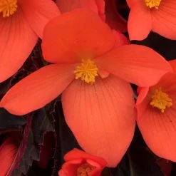 12 Annuals For Pots | The Waterloo Sunset Collection | Petunia, Dahlia & Begonia -Outdoor Plant Store AB0109 6 81c7ee0f 866b 4002 a2a7 e017471f5e7f