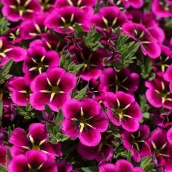 12 Annuals For Hanging Baskets | The Dark Side Of The Moon Collection | Calibrachoa, Petunia & Dahlia -Outdoor Plant Store AB0111 2 54af6409 6655 47aa aaac 99becddd428e