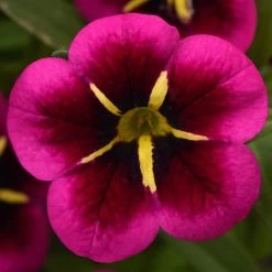 12 Annuals For Hanging Baskets | The Dark Side Of The Moon Collection | Calibrachoa, Petunia & Dahlia -Outdoor Plant Store AB0111 5 e03dc071 f4fe 45b7 8763 f797d6ef1afb