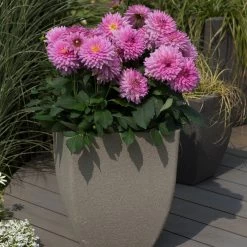 Dahlia Dalina Maxi 'Salinas' Jumbo Plug Plants -Outdoor Plant Store AB0114 1