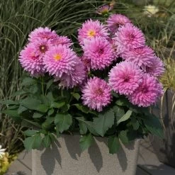 Dahlia Dalina Maxi 'Salinas' Jumbo Plug Plants -Outdoor Plant Store AB0114 2