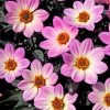 Dahlia 'Happy Days Pink' Jumbo Plug Plants 2 Dahlia 'Happy Days Pink' Jumbo Plug Plants -Outdoor Plant Store AB0116 2
