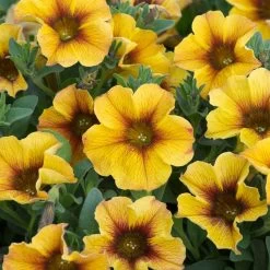 12 Annuals For Pots | The Waterloo Sunset Collection | Petunia, Dahlia & Begonia -Outdoor Plant Store AB0135 5 d4a221e9 6679 4af5 bd27 c420f200752b