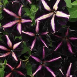 12 Annuals For Hanging Baskets | The Dark Side Of The Moon Collection | Calibrachoa, Petunia & Dahlia -Outdoor Plant Store AB0137 3 816644ca fc56 4e51 b779 8d52539b8e7c