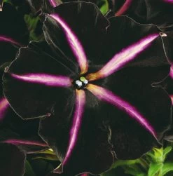 12 Annuals For Hanging Baskets | The Dark Side Of The Moon Collection | Calibrachoa, Petunia & Dahlia -Outdoor Plant Store AB0137 4 cc5c2062 f44f 4f8e 985c 94b970dbd480