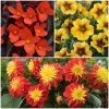12 Annuals For Pots | The Waterloo Sunset Collection | Petunia, Dahlia & Begonia 1 12 Annuals For Pots | The Waterloo Sunset Collection | Petunia, Dahlia & Begonia -Outdoor Plant Store ABCOL10 1