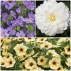 12 Annuals For Pots | The Summer Serenity Collection | Petunia, Bacopa & Dahlia -Outdoor Plant Store ABCOL16 1