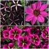 12 Annuals For Hanging Baskets | The Dark Side Of The Moon Collection | Calibrachoa, Petunia & Dahlia -Outdoor Plant Store ABCOL17 1