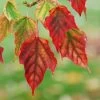 Viper Acer Tree | Acer Davidii | Snake Bark Maple -Outdoor Plant Store Acer davidii grosseri parc floral