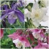 Aquilegia Spring Magic Collection -Outdoor Plant Store Aquilegia collage